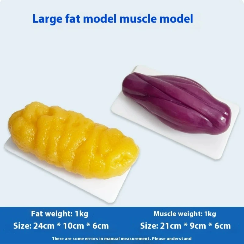 인간 근육 및 지방 모형 건강 및 체중 감량 영양 및  - Nutrition Fitness 리뷰 및 가격