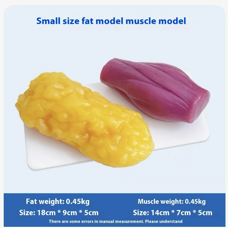 인간 근육 및 지방 모형 건강 및 체중 감량 영양 및  - Nutrition Fitness 리뷰 및 가격